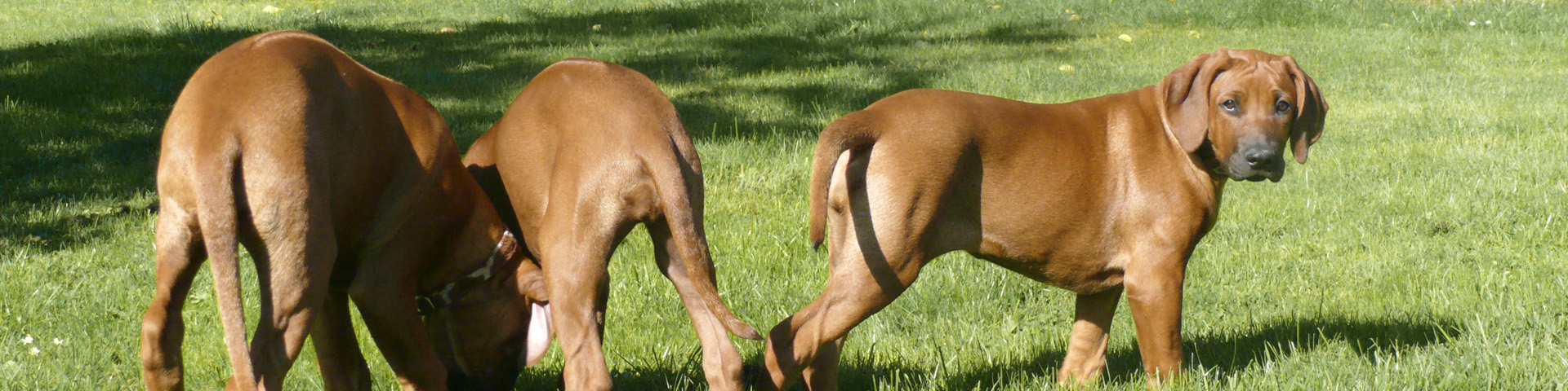 Geprüfte Zuchtstätte