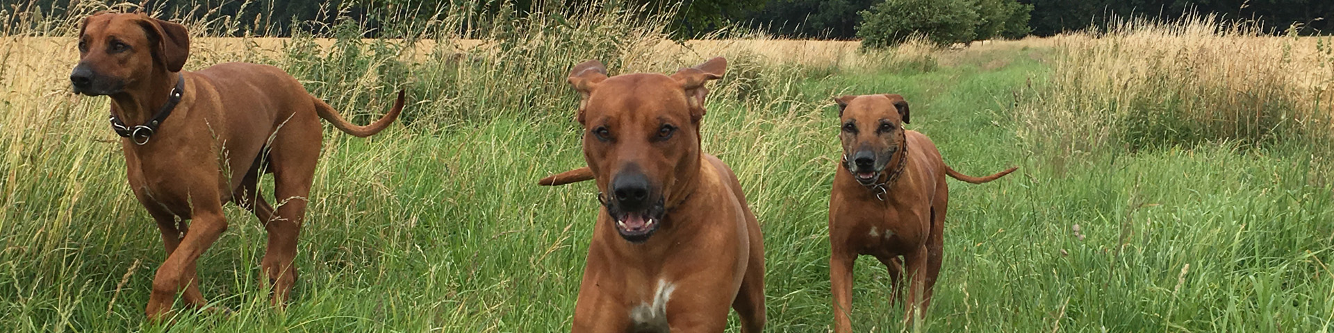 Fortbildungen und Workshops