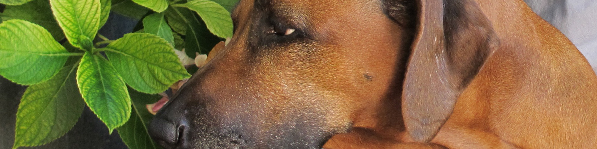 MASVINGO Imara Themba