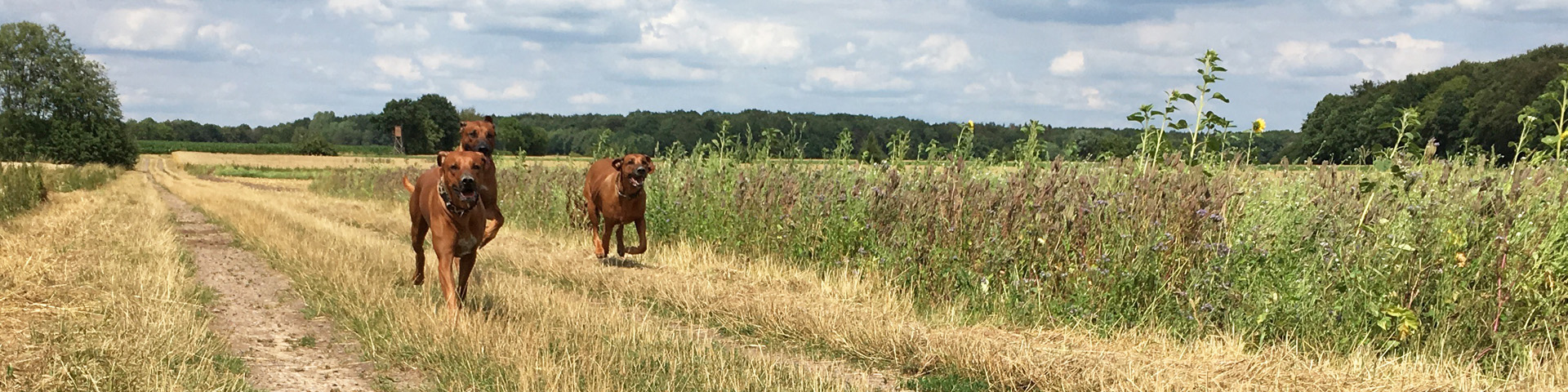 Zucht in Deutschland
